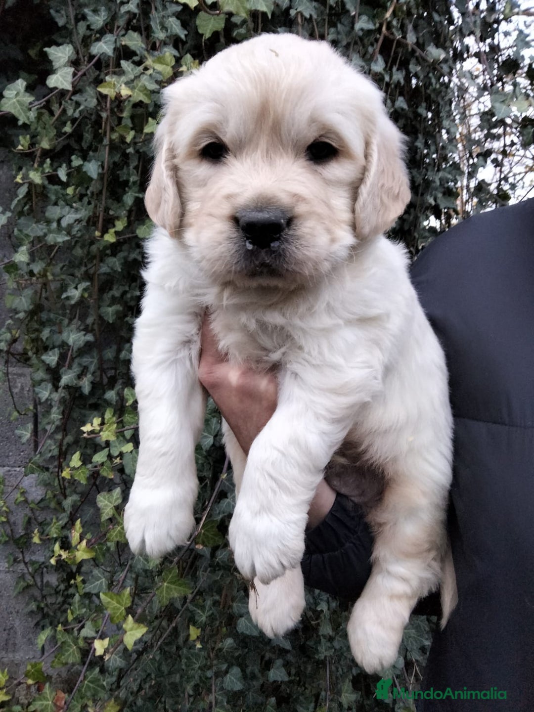 Golden Retriever perros en venta: cachorros de Golden Retriever machos y hembras  - Anuncio 9