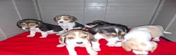 Beagle perros en venta: BEAGLES - Anuncio 23