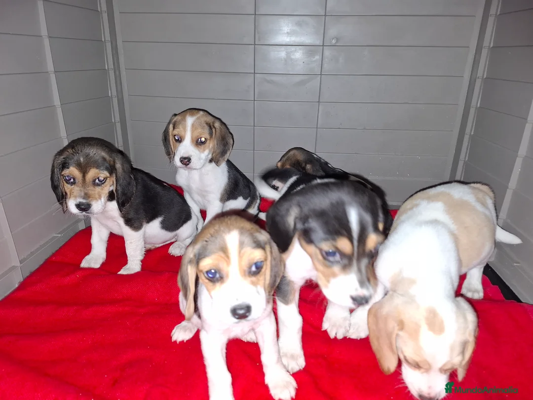 Beagle perros en venta: BEAGLES - Anuncio 23