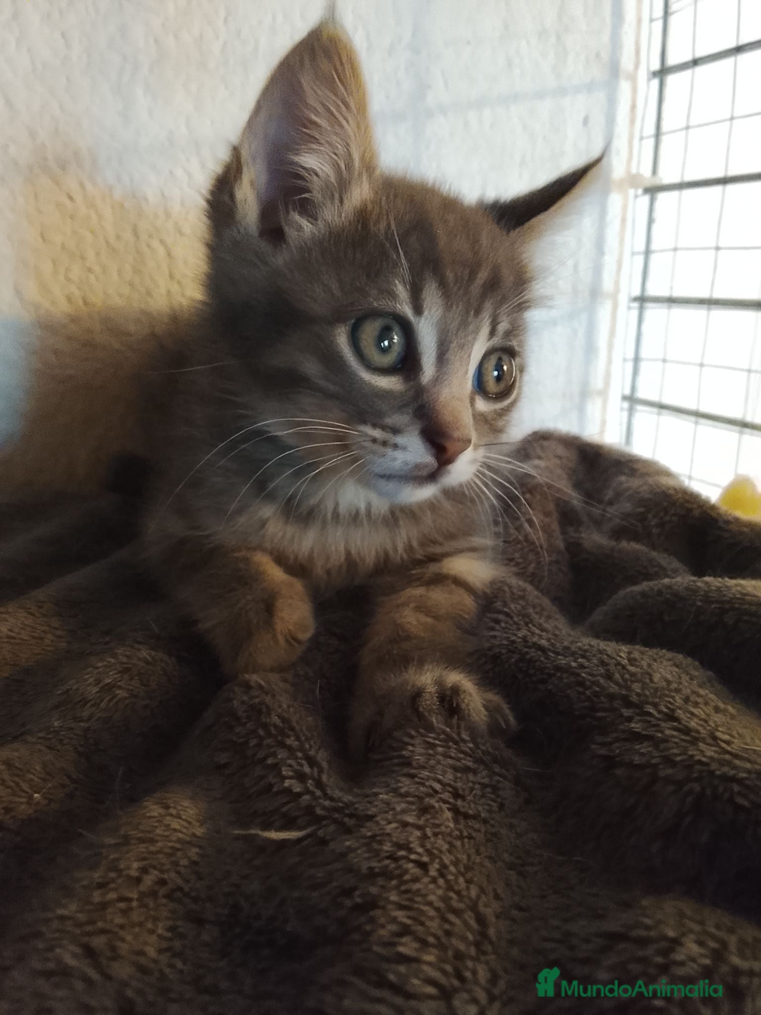 Raza Mixta gatos Gizmo en adopción  - Anuncio 1