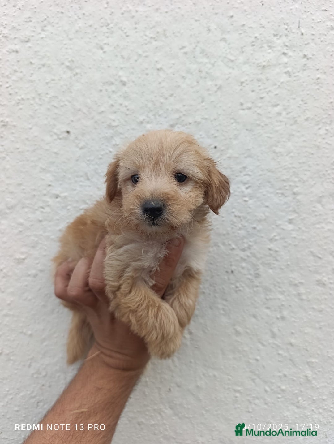 Maltipoo perros en venta: MALTIPOO MALTIPOO MALTIPOO MALTIPOO MALTIPOO - Imagen 2