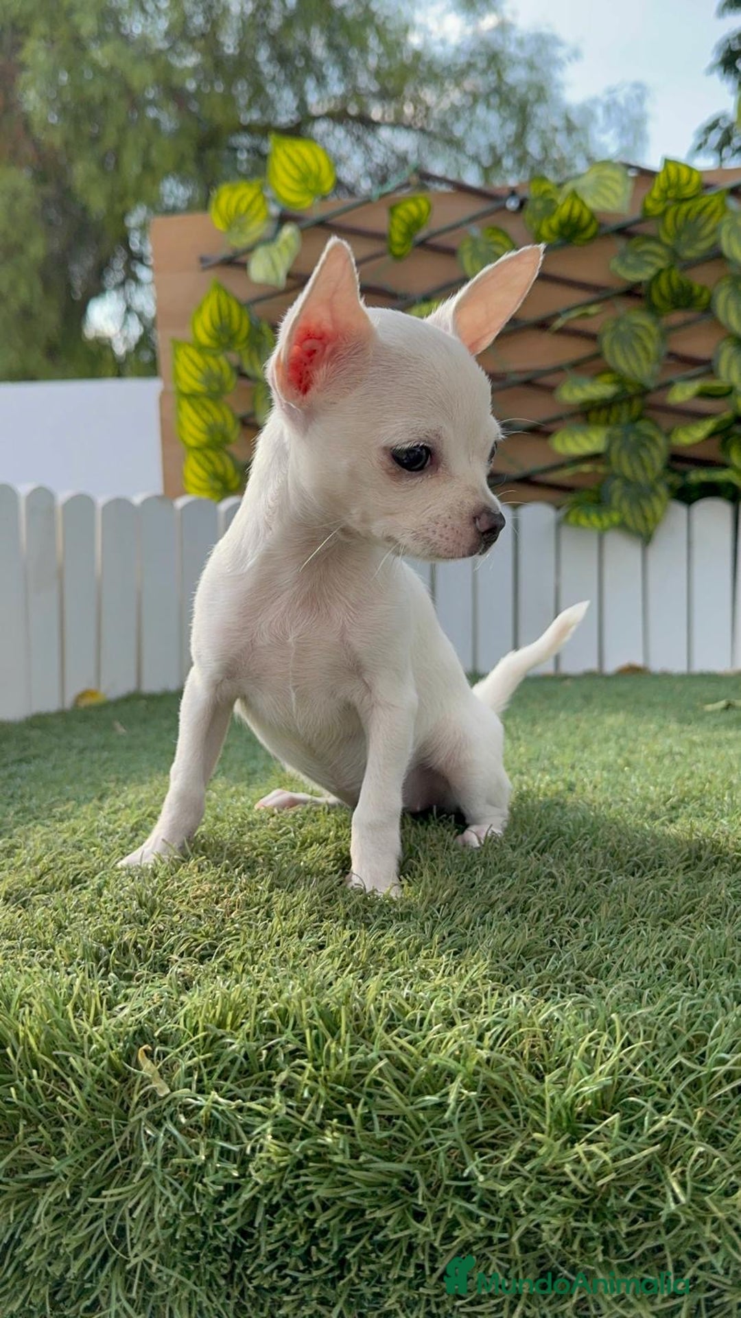 Chihuahua perros en venta: CHIHUAHUA HEMBRA BLANCA - Imagen 8