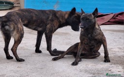 Pastor Holandés perros en venta: PASTOR HOLANDES  - Imagen 4