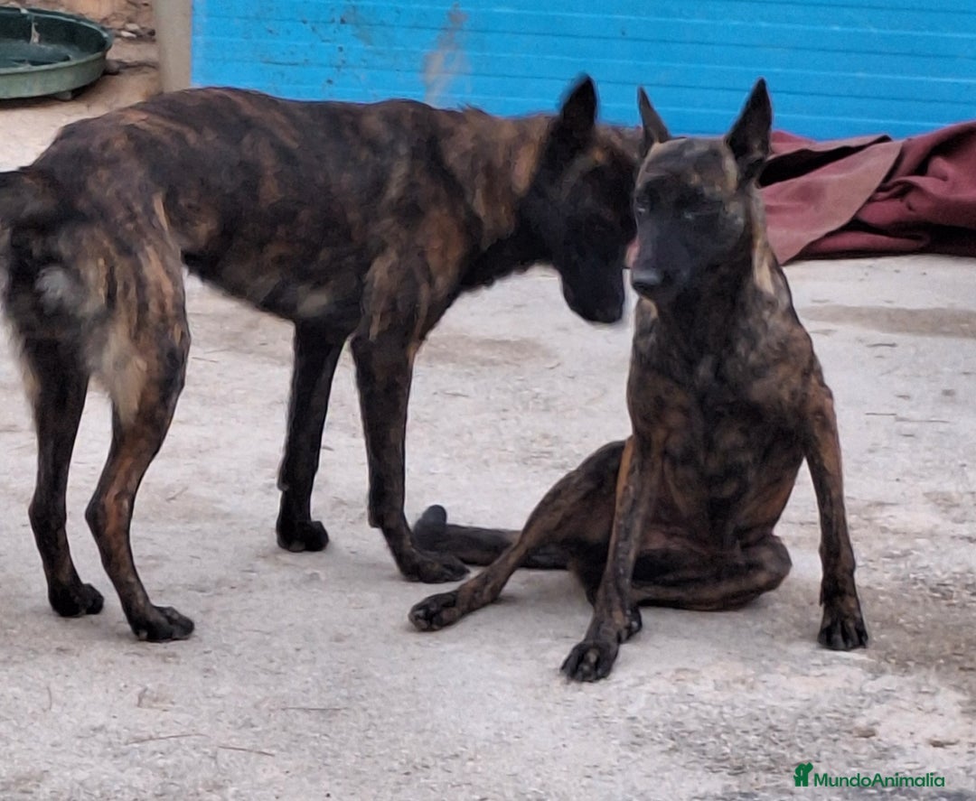 Pastor Holandés perros en venta: PASTOR HOLANDES  - Imagen 4