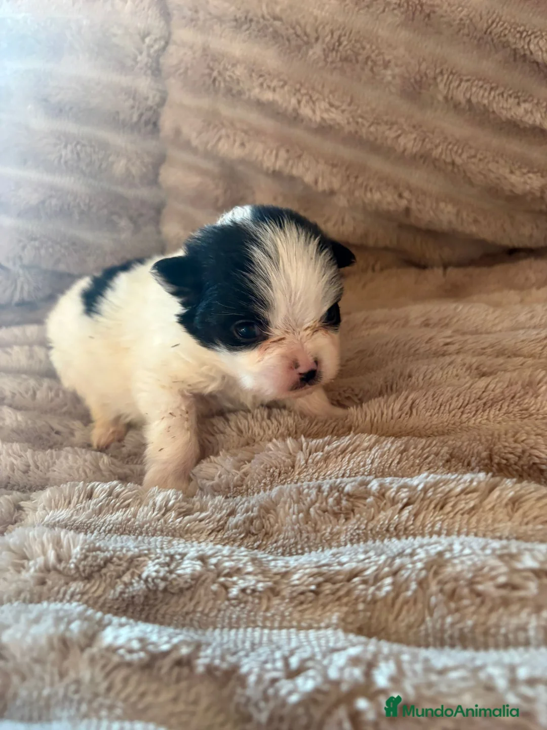 Pomerania perros en venta: Lulu Pomerania macho Party  Pele y Mele son papas  - Anuncio 13