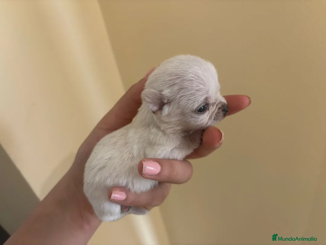 Chihuahua perros en venta: Chihuahua  - Anuncio 1
