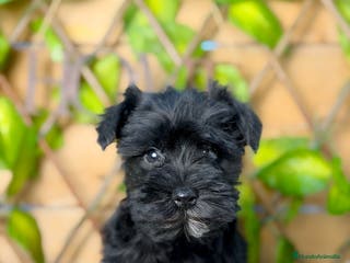 Schnauzer Miniatura perros Camada de Niki - Anuncio 2