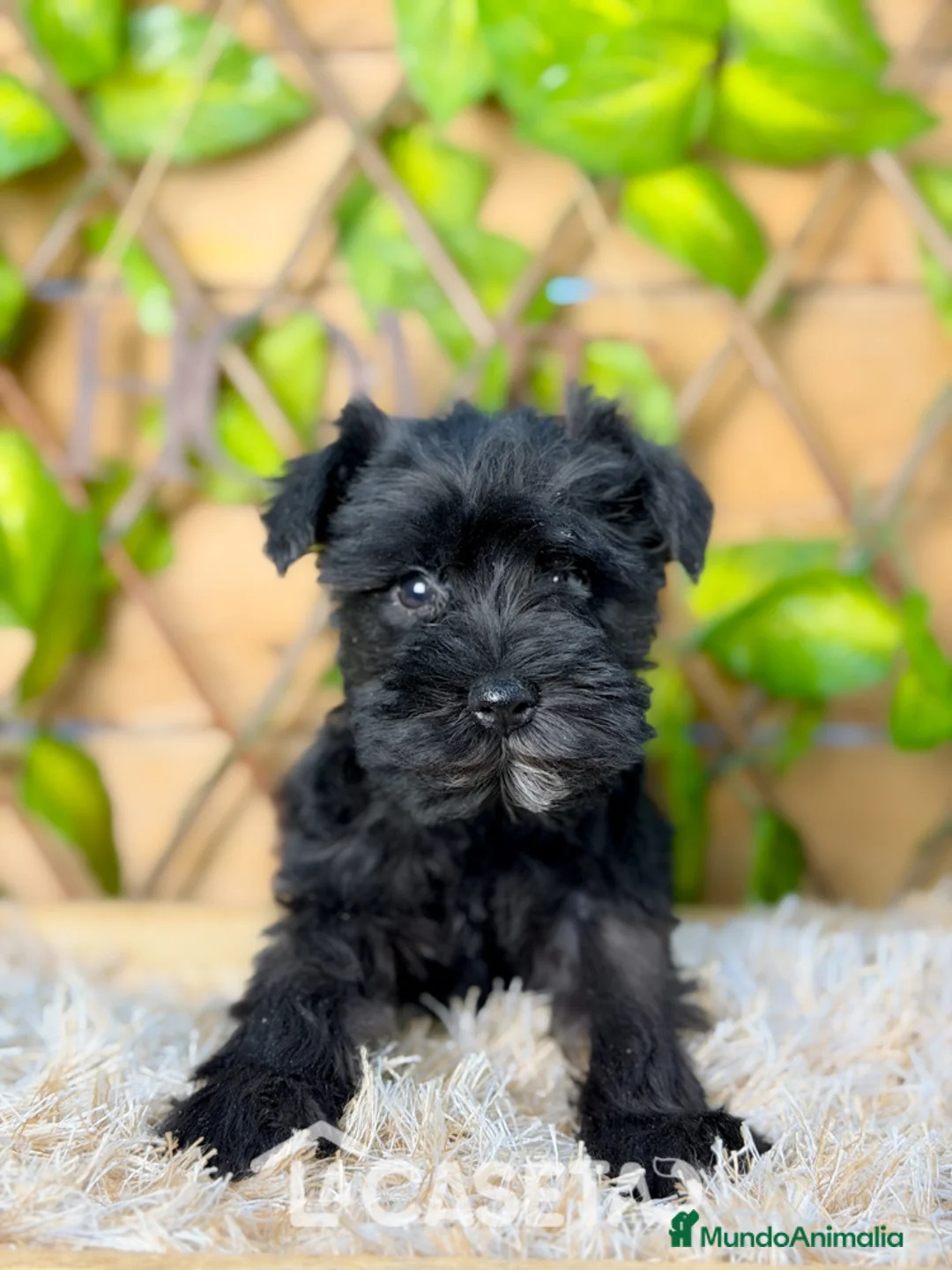 Schnauzer Miniatura perros en venta: Camada de Niki  - Anuncio 1