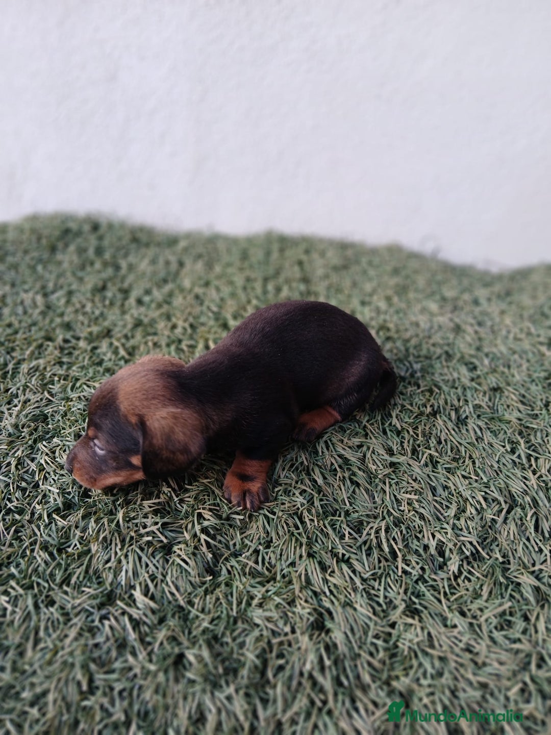 Teckel Miniatura perros en venta: camada teckel arlequín y todos los colores  - Anuncio 13