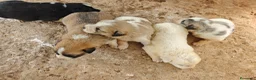 Mastín Español perros en venta: Mastin - Anuncio 3