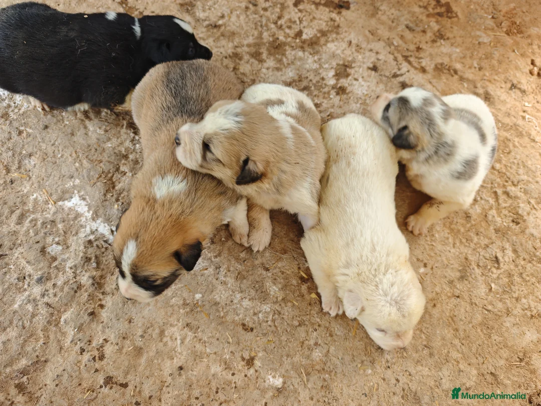 Mastín Español perros en venta: Mastin - Anuncio 3