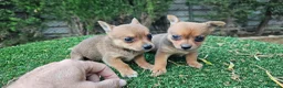 Raza Mixta perros en venta: Cachorritos mini toy  - Anuncio 5