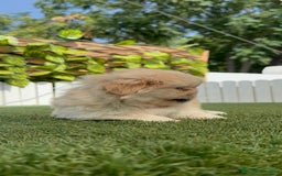 Pekinés perros en venta: PEKINES HEMBRA - Imagen 15