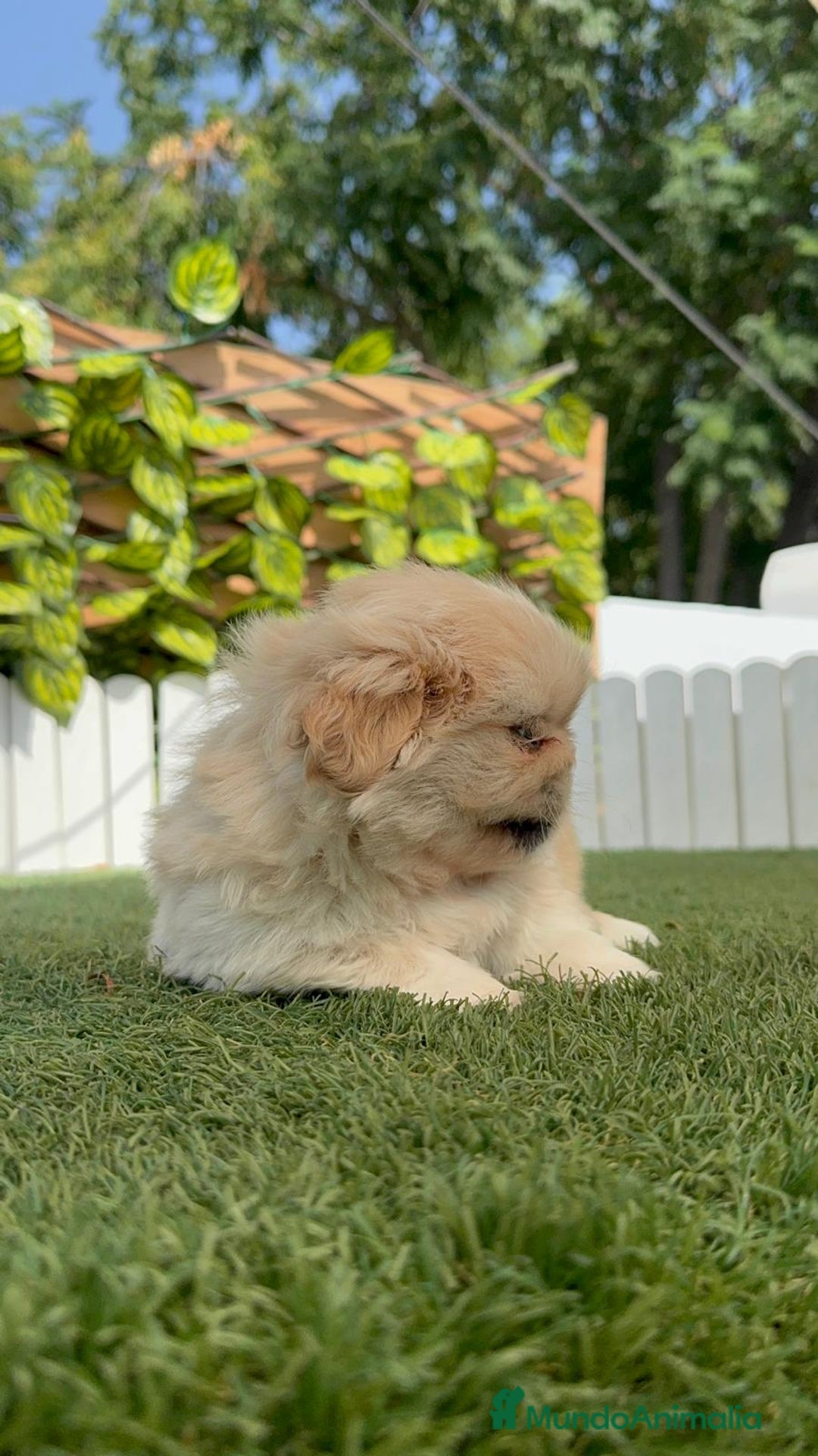 Pekinés perros en venta: PEKINES HEMBRA - Imagen 15