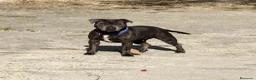 Staffordshire Bull Terrier perros en venta: Staffordshire Bull Terrier - Anuncio 1