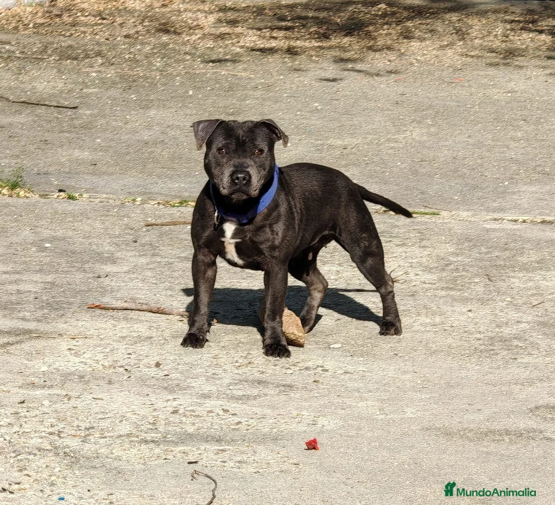 Staffordshire Bull Terrier perros en venta: Staffordshire Bull Terrier - Anuncio 1
