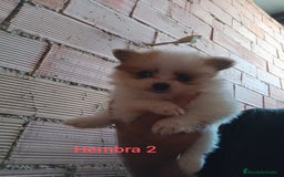 Pomerania perros en venta: POMERANIAS LULUS CALIDAD Y SELECCIÓN  - Imagen 7
