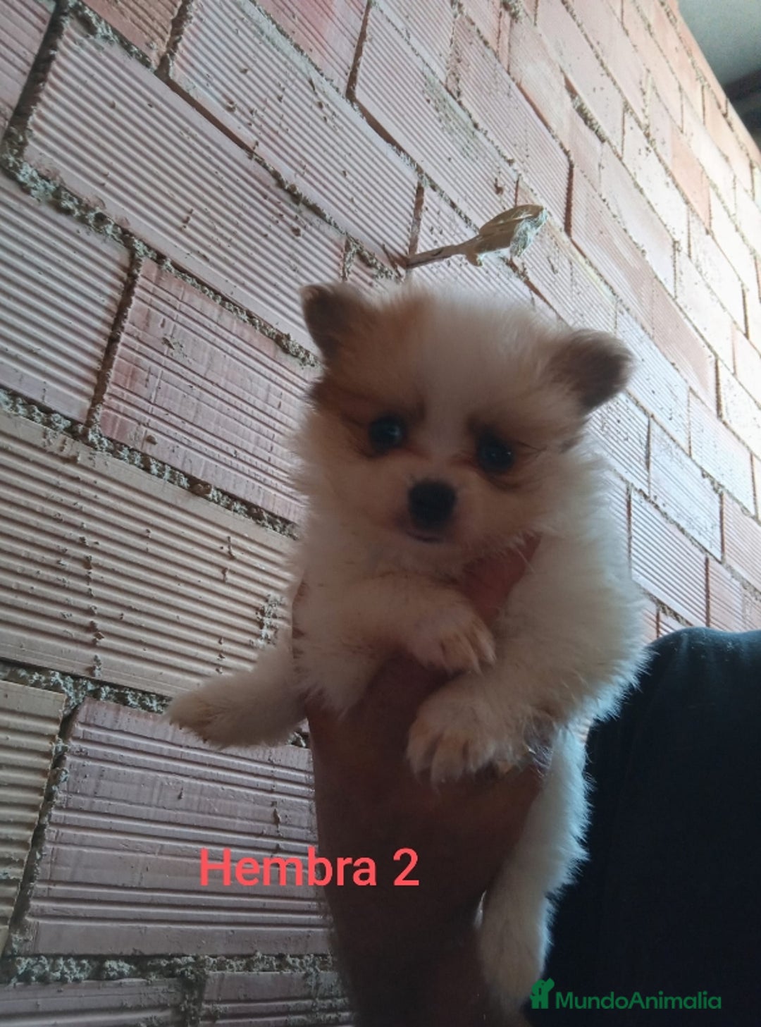 Pomerania perros en venta: POMERANIAS LULUS CALIDAD Y SELECCIÓN  - Imagen 7