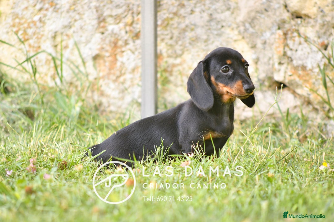 Teckel perros en venta: NO SON “PERROS SALCHICHA”. SON GUERREROS - Imagen 5