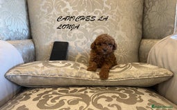 Caniche Toy perros en venta: caniche toy - Imagen 5