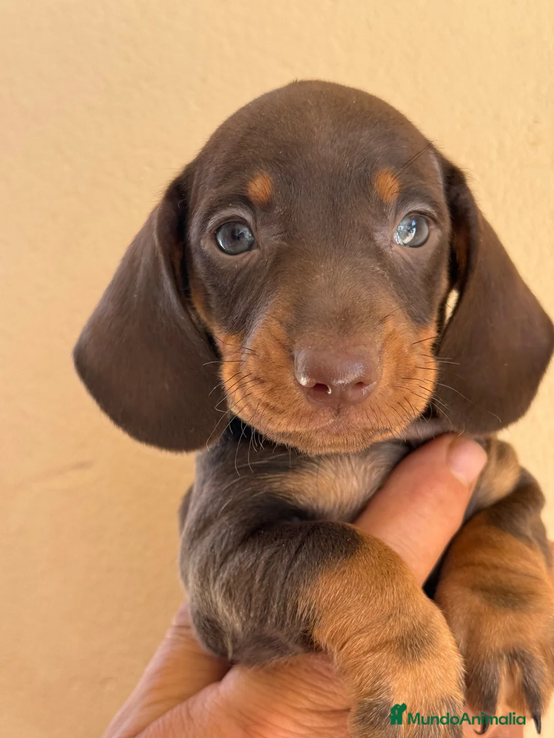 Teckel Miniatura perros en venta: Teckel miniatura  - Anuncio 3