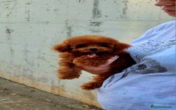 Caniche Toy perros en venta: Caniche teddy asiáticos  - Imagen 3