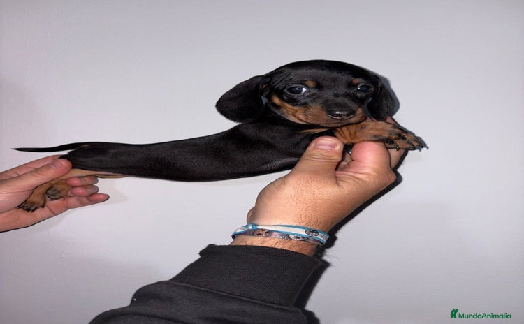 Teckel Miniatura perros Teckel  mini - Anuncio 1