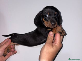 Teckel Miniatura perros Teckel mini - Anuncio 1