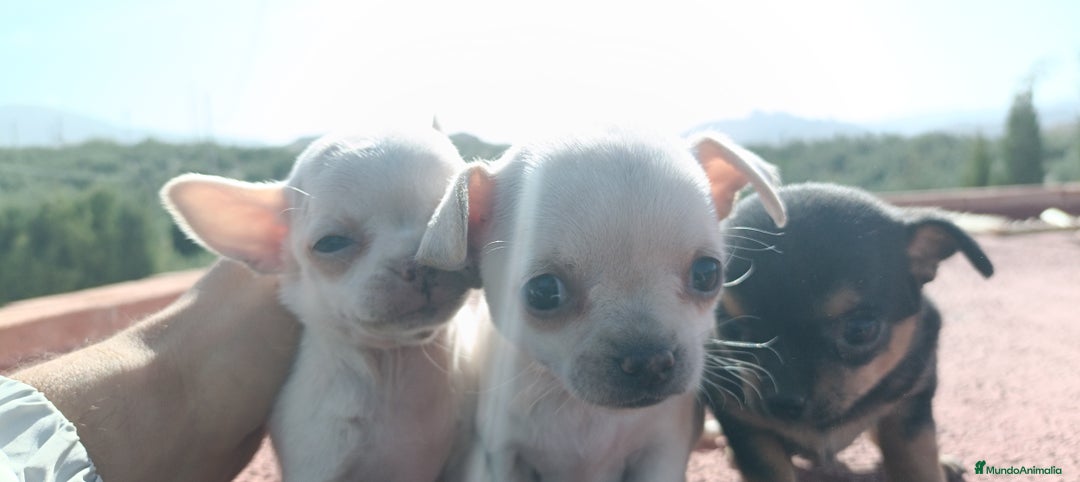 Chihuahua perros en venta: Chihuahua cabeza manzana, precio real! - Imagen 5