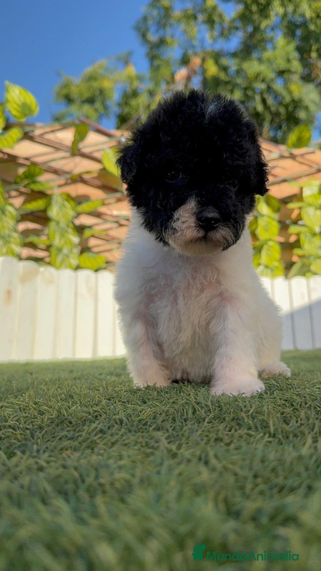 Perro de Agua Español perros en venta: PERRO DE AGUA HEMBRA - Imagen 3