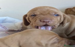 Braco Húngaro de Pelo Corto perros en venta: Cachorros de Braco Húngaro (Vizsla) — Criador aut. - Imagen 19