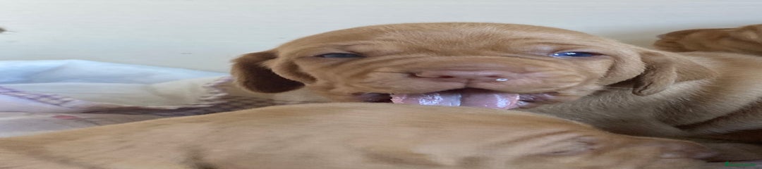 Braco Húngaro de Pelo Corto Cachorro 1