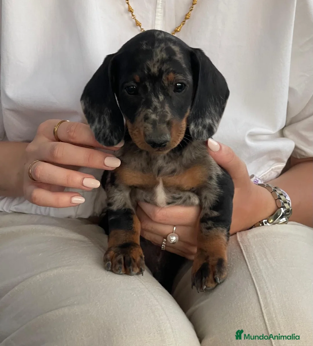 Teckel Miniatura perros en venta: TECKEL MINIATURA  - Anuncio 2