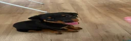 Rottweiler perros en venta: Hembra Rottweiler disponible⭐️🐶 - Anuncio 4