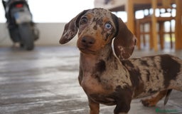 Teckel perros en venta: 🌈 Frisco, Tiko y Monchi–Teckel miniatura únicos🐾 - Imagen 3