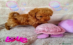 Caniche Enano perros en venta: Excelentes Cachorros de Caniche 🐩 - Imagen 3