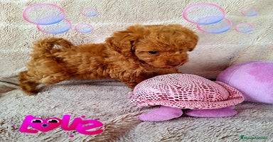 Caniche Enano perros - Anuncio 4