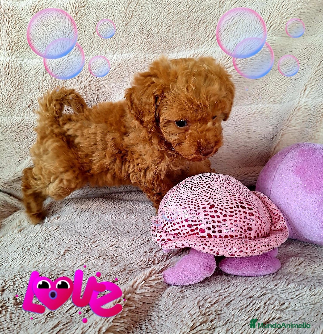 Caniche Enano perros en venta: Excelentes Cachorros de Caniche 🐩 - Imagen 3