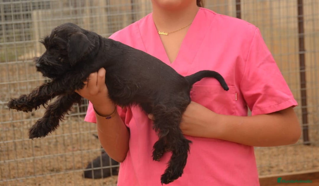 Schnauzer Miniatura perros en venta: Schnauzer miniatura negro en Zamora - Imagen 2
