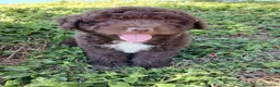 Perro de Agua Español perros en venta: 🐾 CACHORROS DE PERRO DE AGUA ESPAÑOL 🐾 - Anuncio 13
