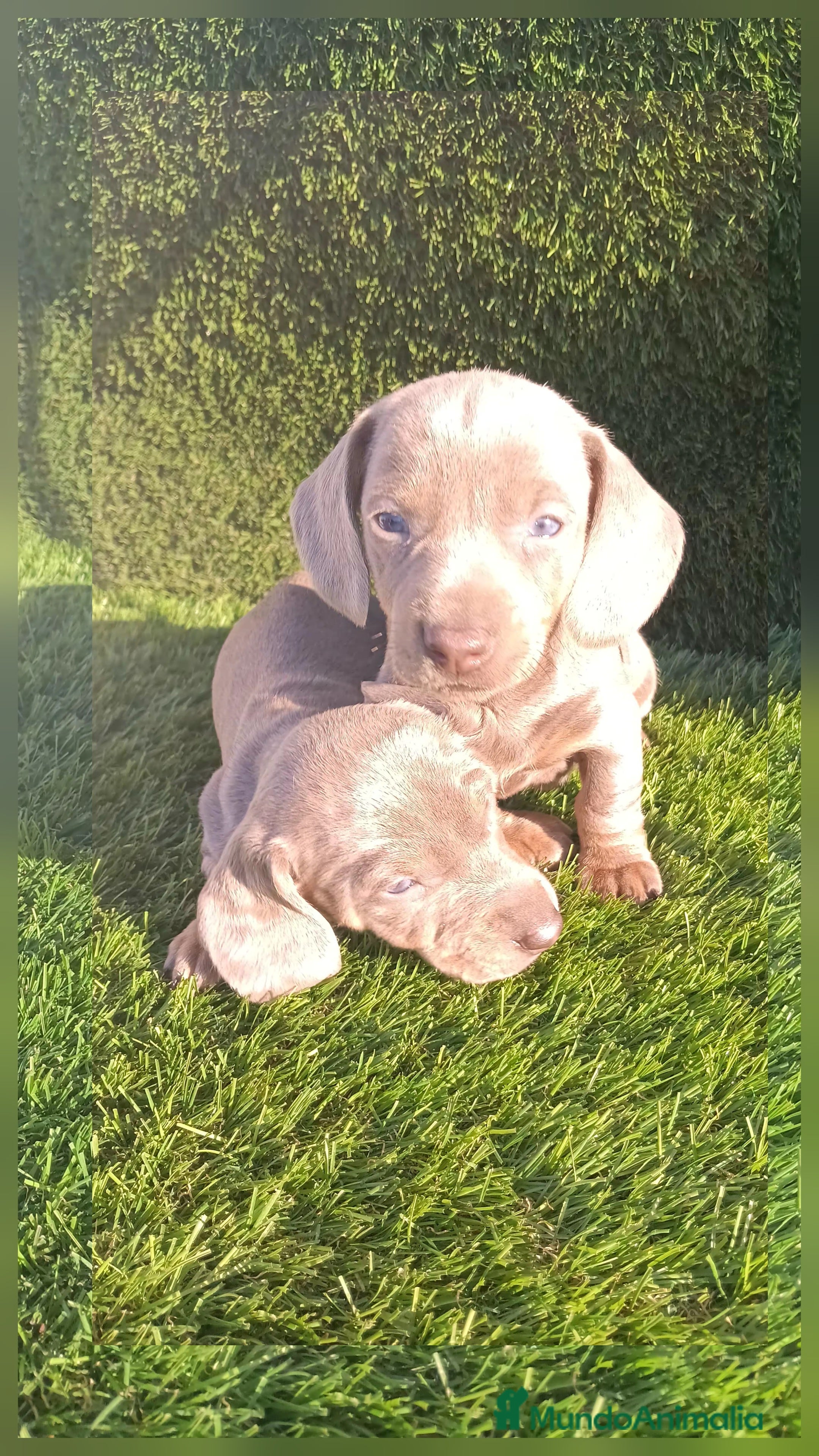 Teckel perros Teckel Mini Isabella - Anuncio 18