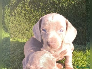 Teckel perros Teckel Mini Isabella - Anuncio 14