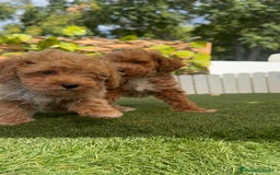 Caniche Toy perros en venta: CANICHE TOY MACHOS - Imagen 11