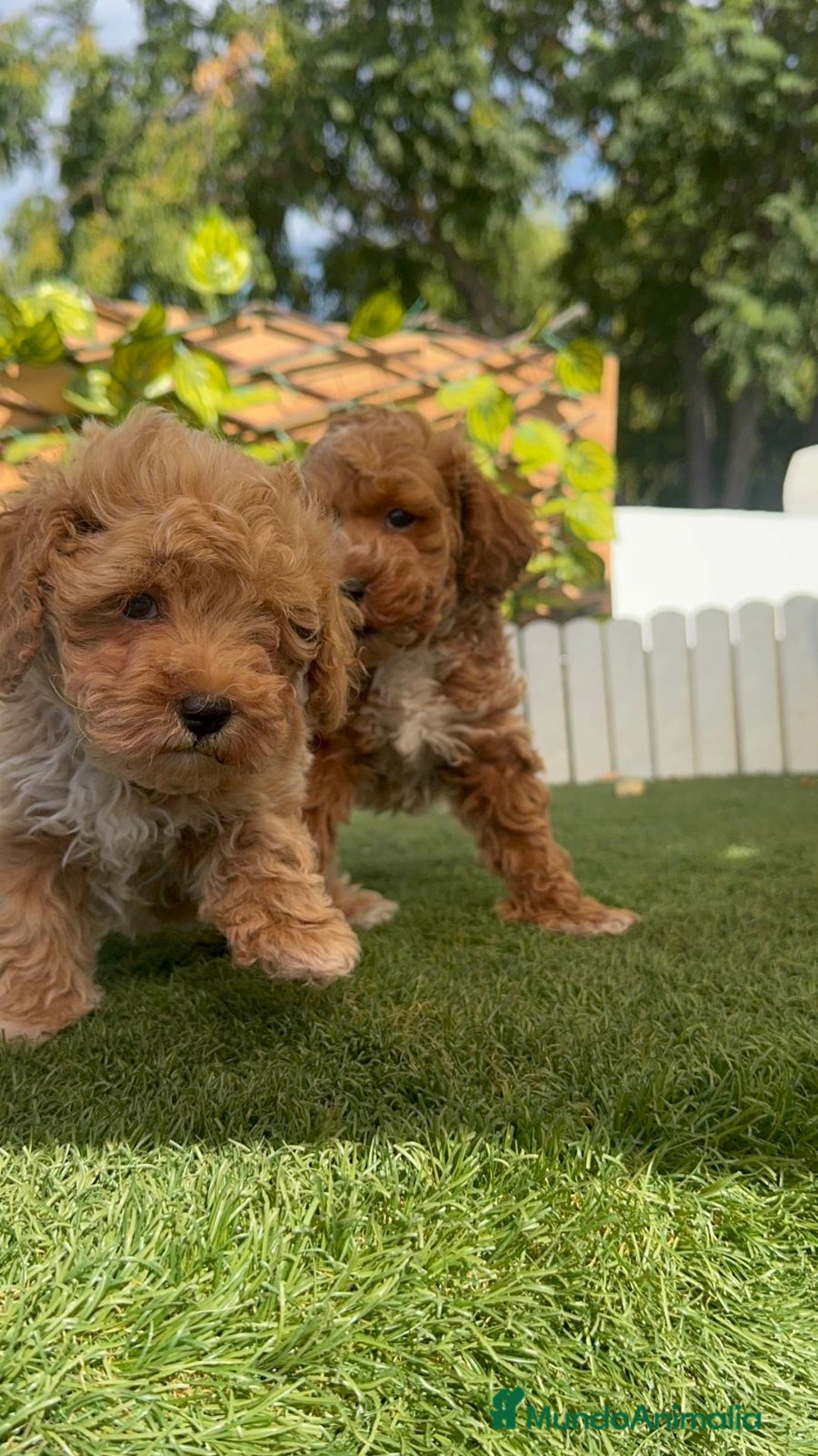 Caniche Toy perros en venta: CANICHE TOY MACHOS - Imagen 11