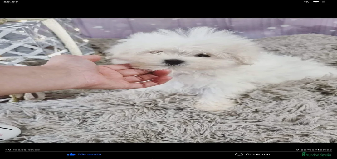 Imagen de galería {{count}}