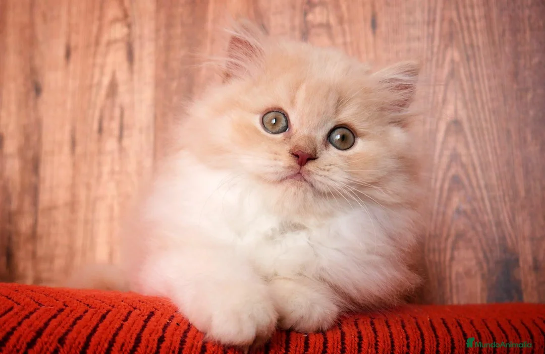 Británico de Pelo Largo gatos en venta: Wally, precioso macho British Longhair☁️🤍 - Anuncio 1