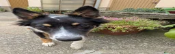 Raza Mixta perros en adopcion: Cesión de cruce de Border Collie - Anuncio 3