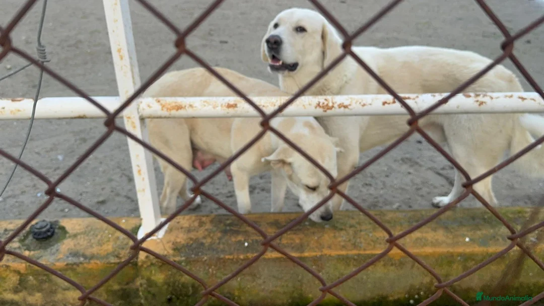 Mastín Español perros en venta: MASTIN ESPAÑOL - Anuncio 9