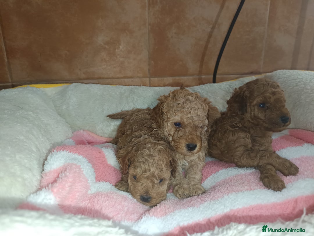 Caniche Toy perros en venta: Caniche toy  - Imagen 3
