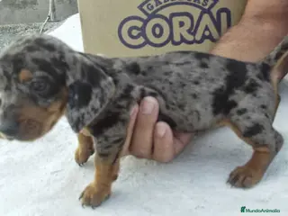 Teckel Miniatura perros teckel miniatura - Anuncio 37